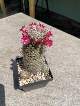 Mammillaria erythrocalyx